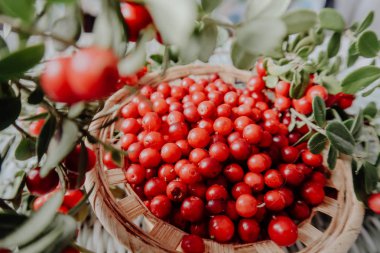 Kırmızı Lingored İsveç kirazı ormanın içinde. Fuska Avrasya flora, ormandaki orman lingonberry.nberry. Fuska Avrasya flora, orman İsveç kirazı