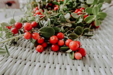 Kırmızı Lingored İsveç kirazı ormanın içinde. Fuska Avrasya flora, ormandaki orman lingonberry.nberry. Fuska Avrasya flora, orman İsveç kirazı