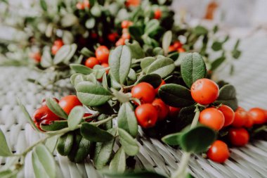 Kırmızı Lingored İsveç kirazı ormanın içinde. Fuska Avrasya flora, ormandaki orman lingonberry.nberry. Fuska Avrasya flora, orman İsveç kirazı