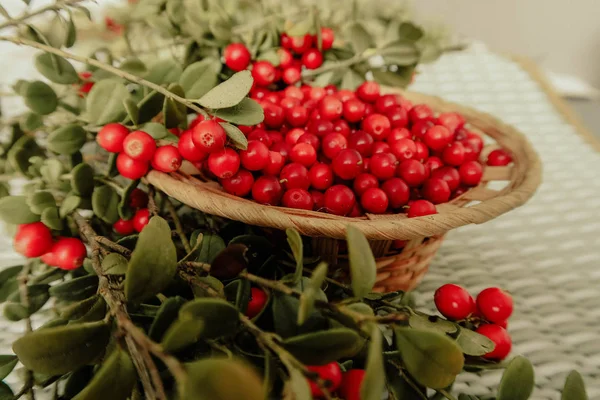 Kırmızı Lingored İsveç kirazı ormanın içinde. Fuska Avrasya flora, ormandaki orman lingonberry.nberry. Fuska Avrasya flora, orman İsveç kirazı