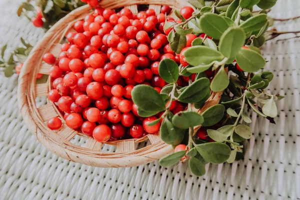 Kırmızı Lingored İsveç kirazı ormanın içinde. Fuska Avrasya flora, ormandaki orman lingonberry.nberry. Fuska Avrasya flora, orman İsveç kirazı