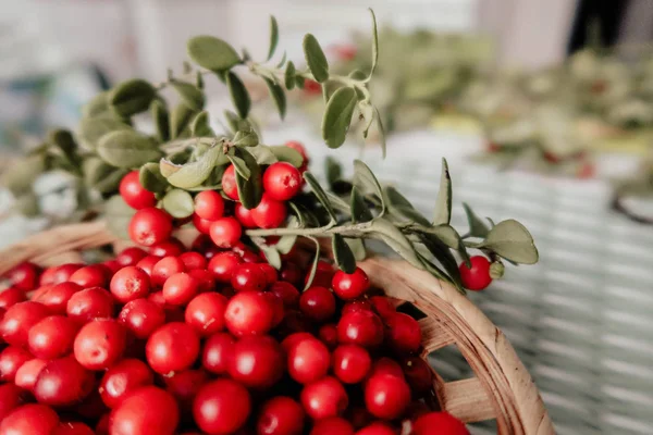 Kırmızı Lingored İsveç kirazı ormanın içinde. Fuska Avrasya flora, ormandaki orman lingonberry.nberry. Fuska Avrasya flora, orman İsveç kirazı
