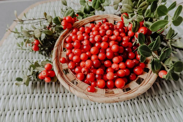 Kırmızı Lingored İsveç kirazı ormanın içinde. Fuska Avrasya flora, ormandaki orman lingonberry.nberry. Fuska Avrasya flora, orman İsveç kirazı
