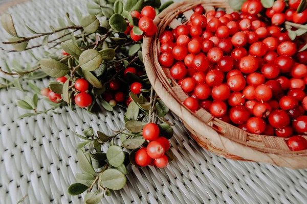 Kırmızı Lingored İsveç kirazı ormanın içinde. Fuska Avrasya flora, ormandaki orman lingonberry.nberry. Fuska Avrasya flora, orman İsveç kirazı