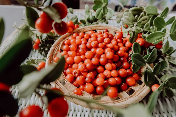 Kırmızı Lingored İsveç kirazı ormanın içinde. Fuska Avrasya flora, ormandaki orman lingonberry.nberry. Fuska Avrasya flora, orman İsveç kirazı