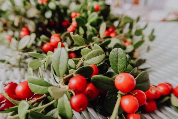 Kırmızı Lingored İsveç kirazı ormanın içinde. Fuska Avrasya flora, ormandaki orman lingonberry.nberry. Fuska Avrasya flora, orman İsveç kirazı