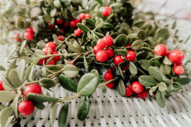 Kırmızı Lingored İsveç kirazı ormanın içinde. Fuska Avrasya flora, ormandaki orman lingonberry.nberry. Fuska Avrasya flora, orman İsveç kirazı