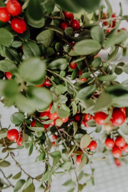 Kırmızı Lingored İsveç kirazı ormanın içinde. Fuska Avrasya flora, ormandaki orman lingonberry.nberry. Fuska Avrasya flora, orman İsveç kirazı
