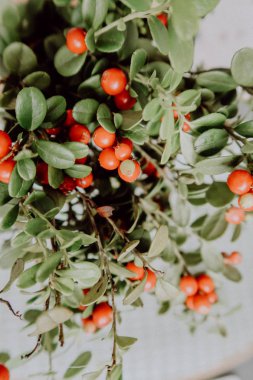 Kırmızı Lingored İsveç kirazı ormanın içinde. Fuska Avrasya flora, ormandaki orman lingonberry.nberry. Fuska Avrasya flora, orman İsveç kirazı