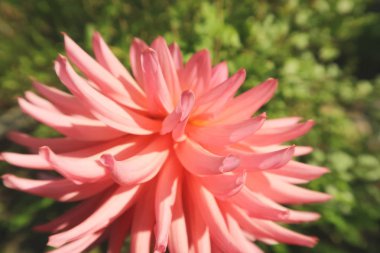 Işık renkli rengarenk Dahlia çiçek arka plan koyu parlak yeşil yaprakların üzerinde