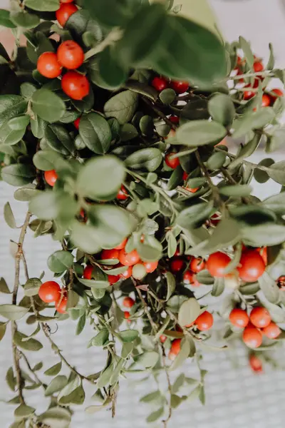 Kırmızı Lingored İsveç kirazı ormanın içinde. Fuska Avrasya flora, ormandaki orman lingonberry.nberry. Fuska Avrasya flora, orman İsveç kirazı