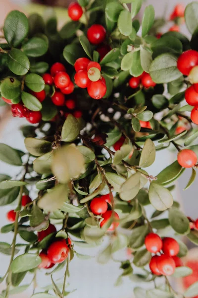 Kırmızı Lingored İsveç kirazı ormanın içinde. Fuska Avrasya flora, ormandaki orman lingonberry.nberry. Fuska Avrasya flora, orman İsveç kirazı