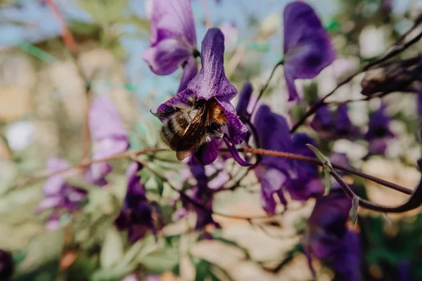 Bumblebee menekşe çiçek makro fotoğraf üzerinde oturuyor. Yaz güneşli gün.