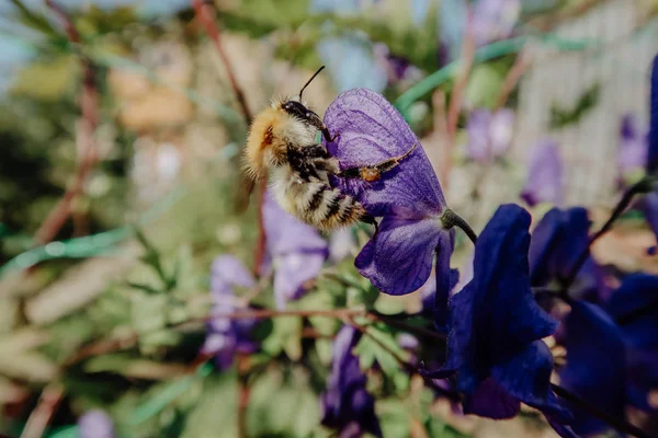 Bumblebee menekşe çiçek makro fotoğraf üzerinde oturuyor. Yaz güneşli gün.
