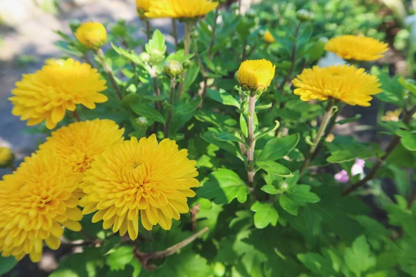 Flor Crisântemo Amarelo Florescendo Jardim — Fotografia de Stock