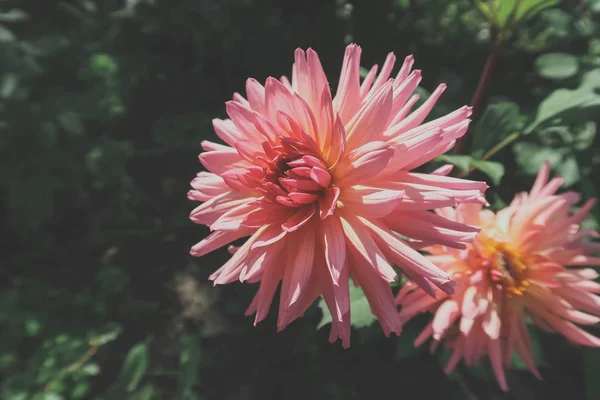 Light colored motley Dahlia flower on the background of dark bright green leaves