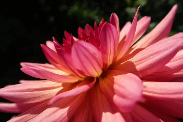 Light colored motley Dahlia flower on the background of dark bright green leaves