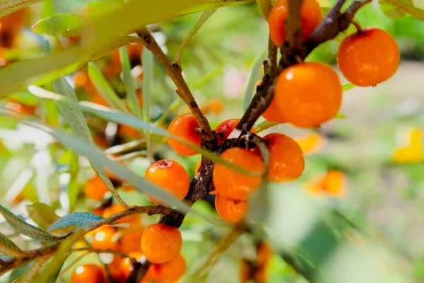 Zweig Reifer Sanddornbeeren Reife Orangefarbene Sanddornbeeren Auf Einem Zweig Mit — Stockfoto