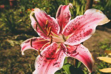 Bahçede, pembe lilyum çiçek buketi, Zephyranthes çiçek, lilyum oryantal joop pembe Lilly