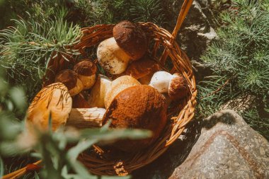 Mantar bir sepet içinde. Orman hediyeler. Porcini mantar. Beyaz mantar.