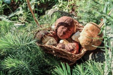 Mantar bir sepet içinde. Orman hediyeler. Porcini mantar. Beyaz mantar.