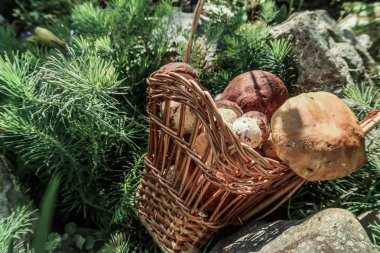 Mantar bir sepet içinde. Orman hediyeler. Porcini mantar. Beyaz mantar.