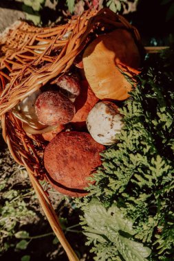 Mantar bir sepet içinde. Orman hediyeler. Porcini mantar. Beyaz mantar.