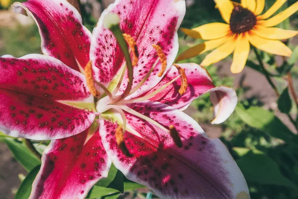 Bahçede, pembe lilyum çiçek buketi, Zephyranthes çiçek, lilyum oryantal joop pembe Lilly