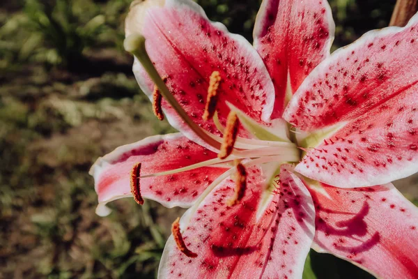 Bahçede, pembe lilyum çiçek buketi, Zephyranthes çiçek, lilyum oryantal joop pembe Lilly