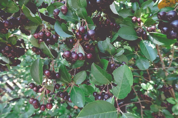 Siyah üvez meyveleri, dağ kül Sorbus ağaç olgun berry ile.