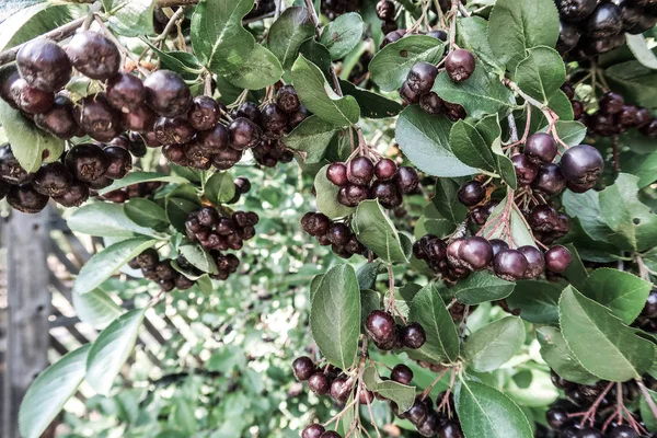 Siyah üvez meyveleri, dağ kül Sorbus ağaç olgun berry ile.