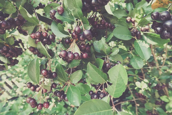 Siyah üvez meyveleri, dağ kül Sorbus ağaç olgun berry ile.