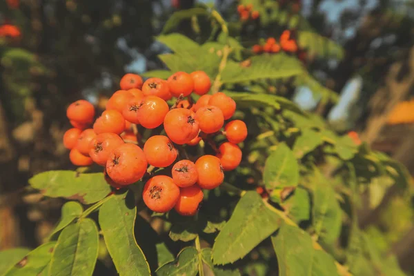 Üvez meyveleri, dağ kül Sorbus ağaç olgun berry ile.