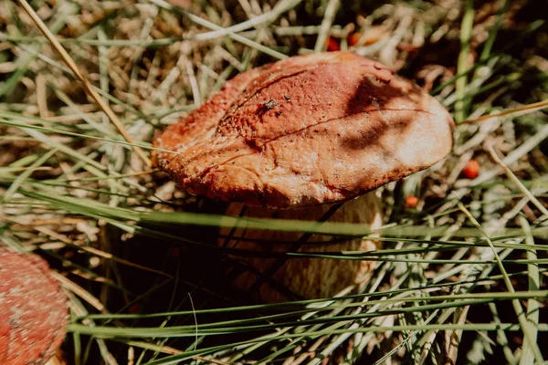 Yenilebilir mantar şaşırtıcı sonbahar hasat boletus mantarı Kral porcini mantar bilinen bolete
