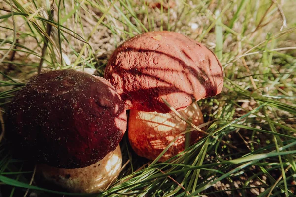 Yenilebilir mantar şaşırtıcı sonbahar hasat boletus mantarı Kral porcini mantar bilinen bolete