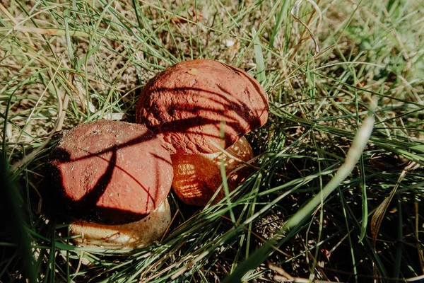 Yenilebilir mantar şaşırtıcı sonbahar hasat boletus mantarı Kral porcini mantar bilinen bolete