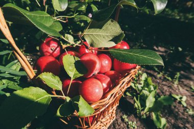 Hasır sepet içinde kırmızı küçük elmalar. Orman hediyeler. Güneşli Bahçe