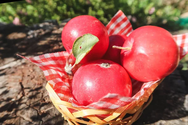 Pequenas Maçãs Vermelhas Uma Cesta Vime Presentes Florestais Jardim Ensolarado — Fotografia de Stock