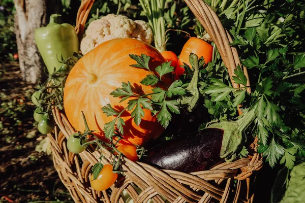 Farm vegetables in the basket. Vegetable fresh garden organic