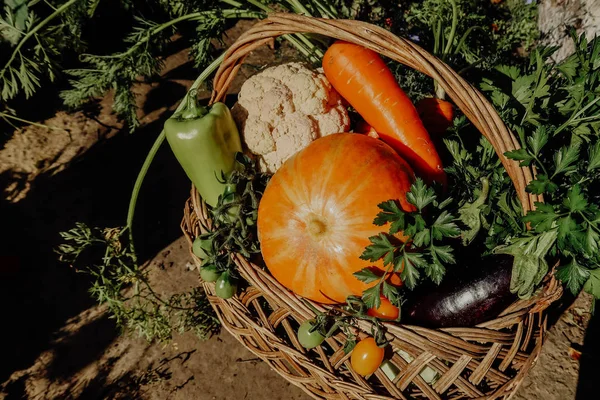 Farm vegetables in the basket. Vegetable fresh garden organic