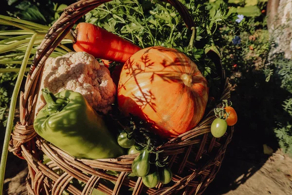 Farm vegetables in the basket. Vegetable fresh garden organic