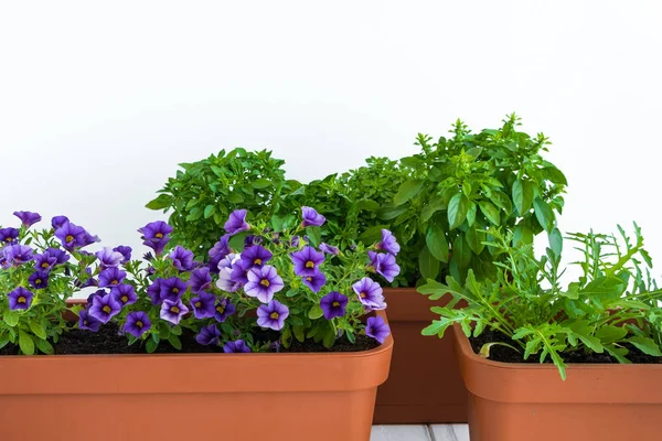 Growing herbs and flowers in planters in a kitchen garden. Bright flower pots with basil, arugula and flowering million bells plant. White background, place for text