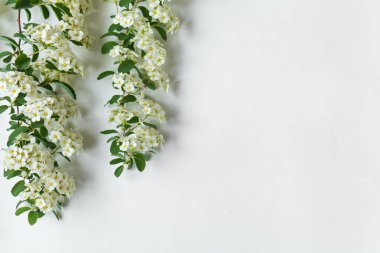 İki güzel beyaz çiçekli erkeçsakalı arguta (gelinler bitki) beyaz masa kenar çerçevelemek. Düz yatıyordu, en iyi görünüm, sizin metin için yer ile doğal duvar kağıdı