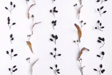 Parlak sonbahar örüntüsünde ıhlamur ve Kızılağaç tohumları beyaz arka plan üzerinde ağaç. En az üstten görünüm, düz yerde kal, yukarıdan görüntülemek