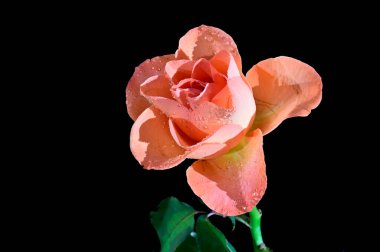 Siyah arka planda izole edilmiş şaşırtıcı yumuşak çiçekler.