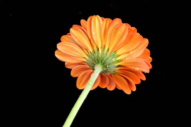 Karanlık arka planda güzel Gerbera çiçeği, yaz konsepti, yakın görüş  