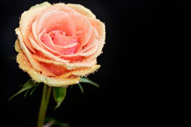 Koyu arkaplanda güzel bir gül çiçeği, yaz konsepti, yakın görüş  