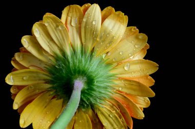 Gerber çiçekleri koyu arkaplanda