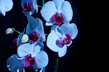 Koyu arkaplanda güzel orkide çiçekleri, yaz konsepti, yakın görüş  
