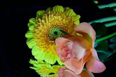 Siyah arka planda izole edilmiş şaşırtıcı yumuşak çiçekler.